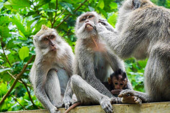 Ubud Monkey Forest